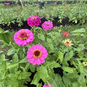 Zinnia Stem (Color Varies)