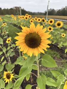 Little Mountain Farm's Sunflowers