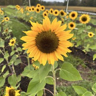 Little Mountain Farm's Sunflowers