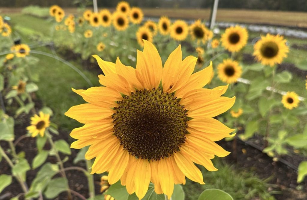 Little Mountain Farm's Sunflowers