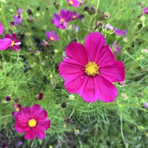 Cosmos Stem