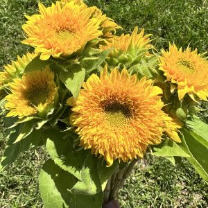 Double Golden Yellow Sunflower - Teddy Bear